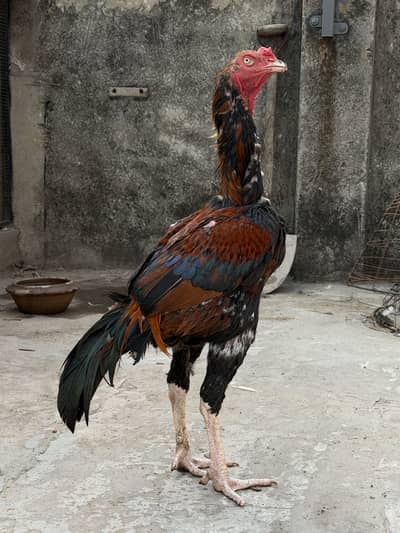 Top quality Old bloodline Pure Aseel lakha murga