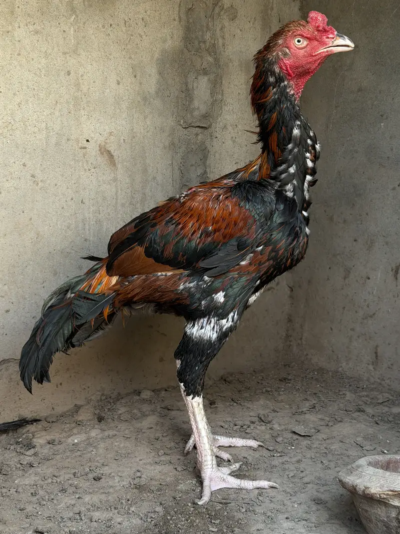 Top quality Old bloodline Pure Aseel lakha murga — photo 2