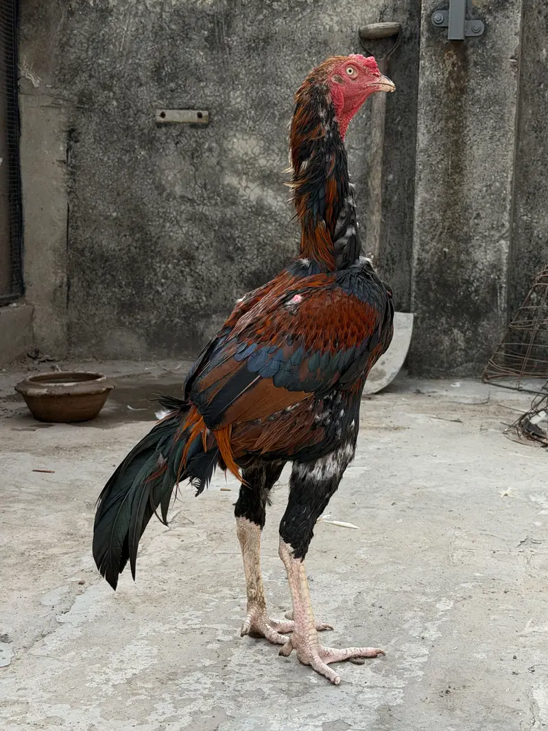 Top quality Old bloodline Pure Aseel lakha murga — photo 3