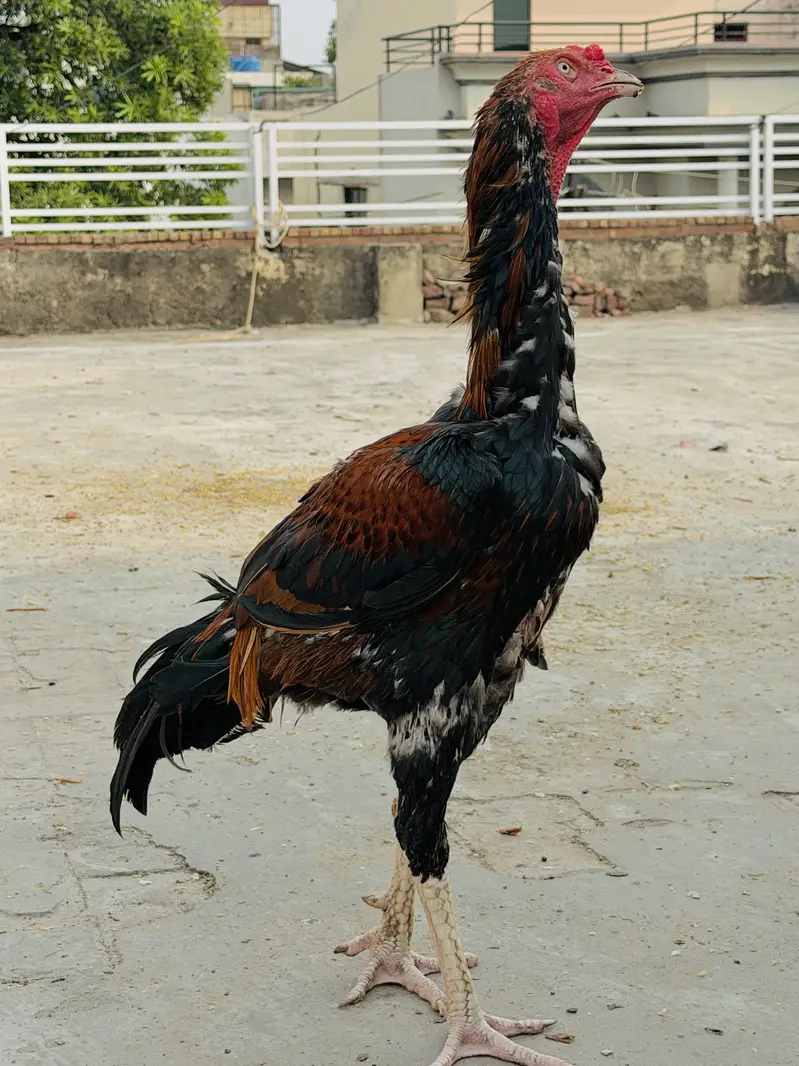 Top quality Old bloodline Pure Aseel lakha murga — photo 4