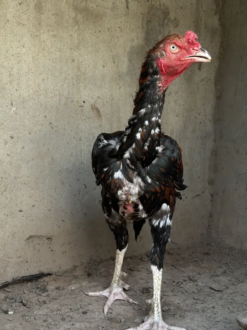 Top quality Old bloodline Pure Aseel lakha murga — photo 5