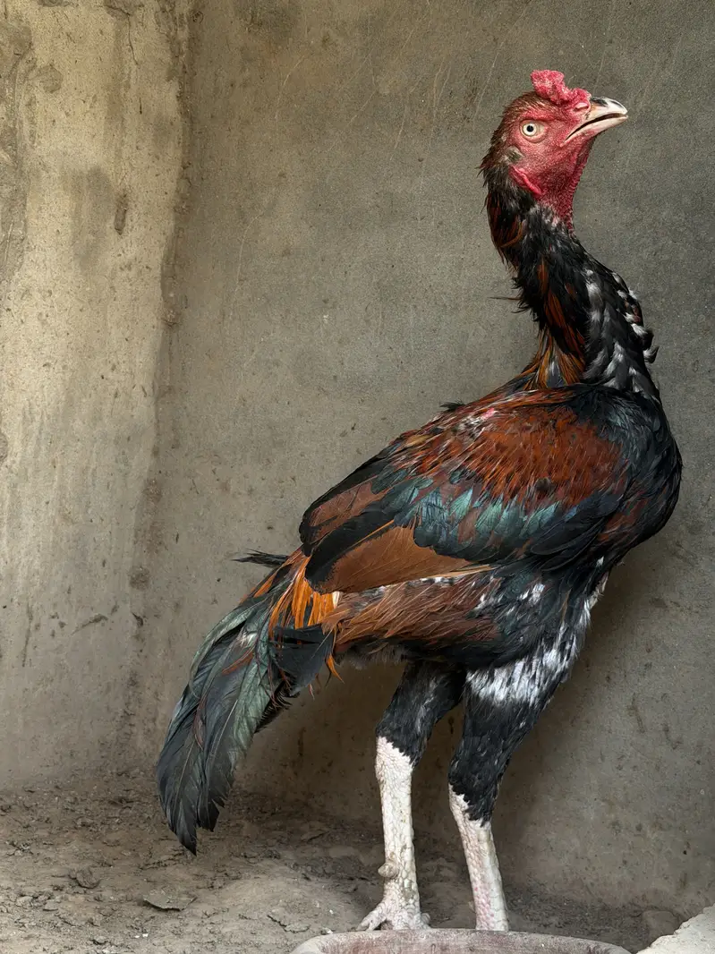 Top quality Old bloodline Pure Aseel lakha murga — photo 6