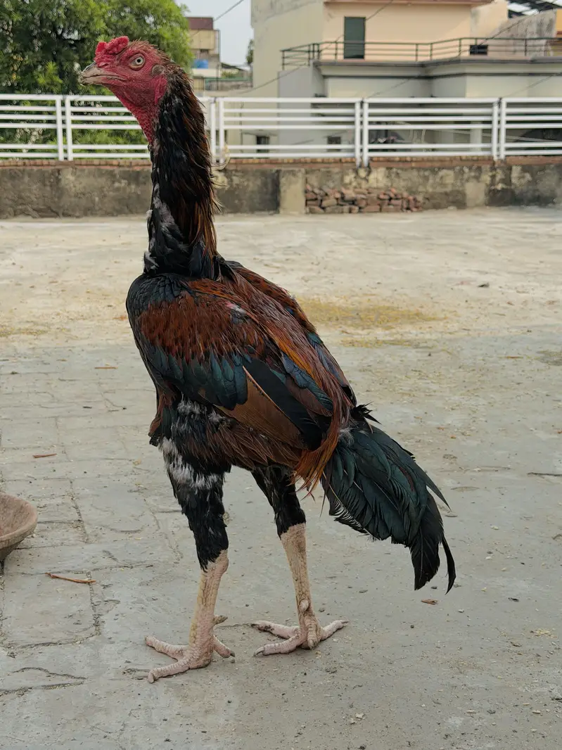 Top quality Old bloodline Pure Aseel lakha murga — photo 7