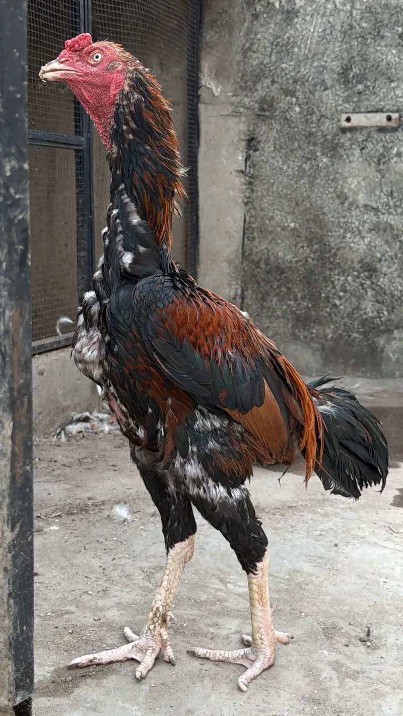 Top quality Old bloodline Pure Aseel lakha murga — photo 8