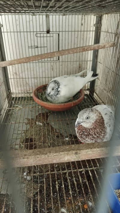 Pigeons for Sale
