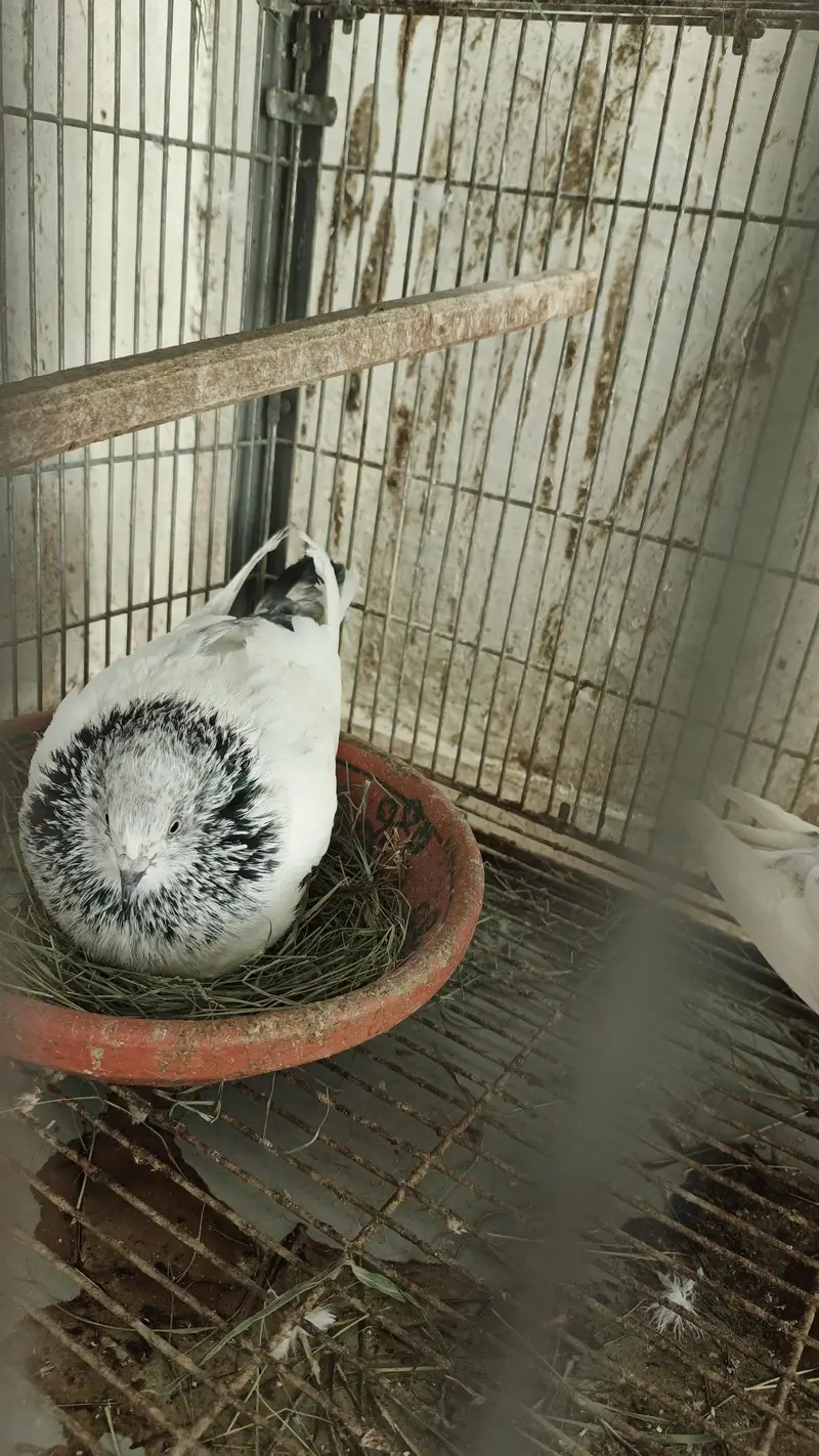 Pigeons for Sale — photo 2