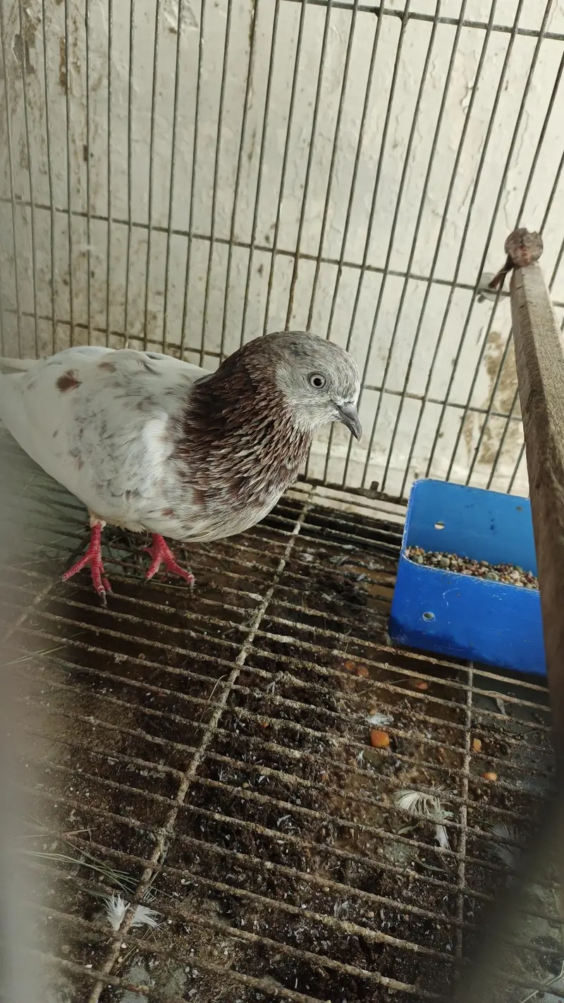 Pigeons for Sale — photo 3