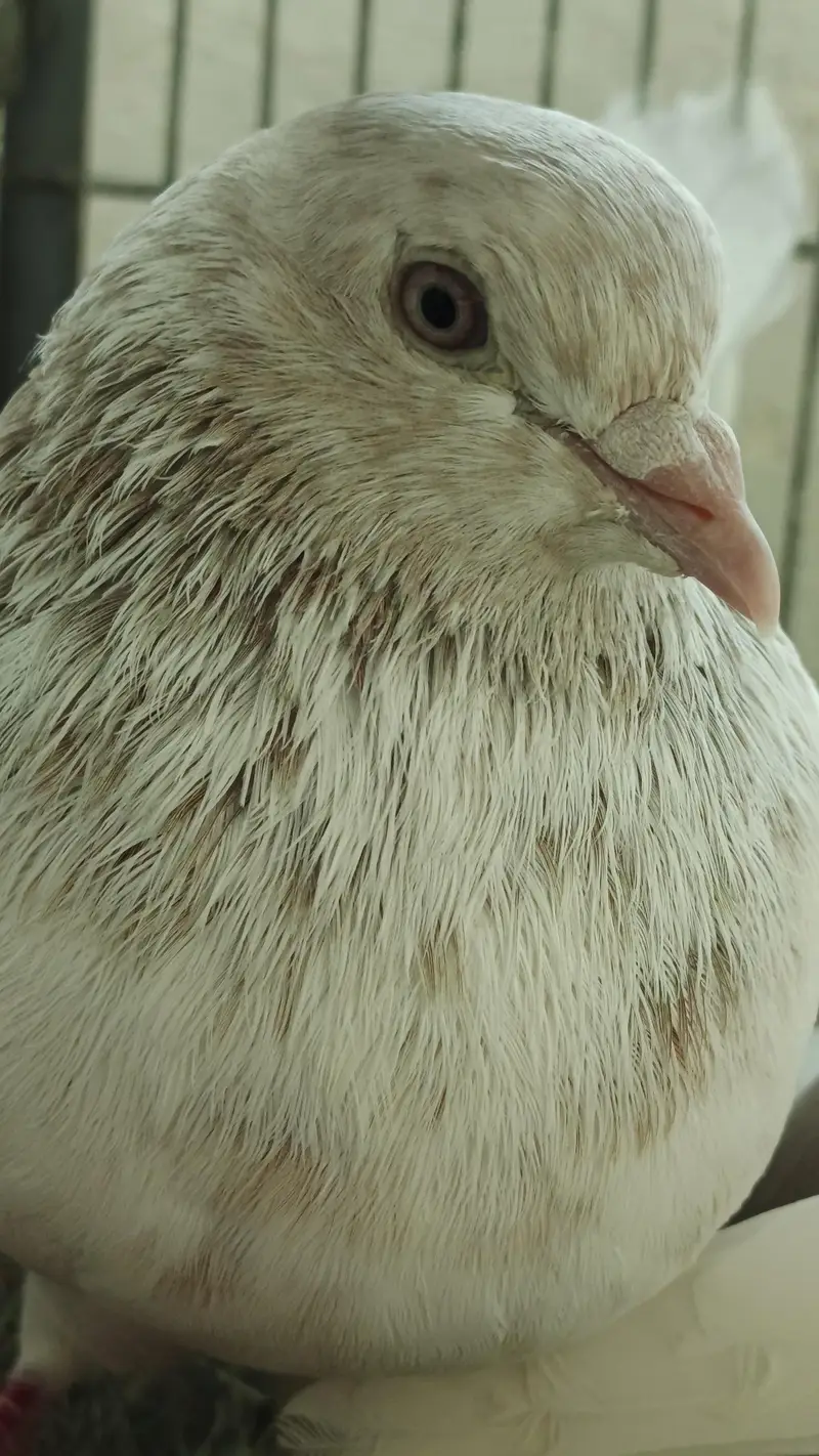 Pigeons for Sale — photo 4