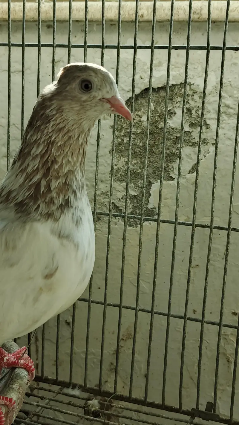 Pigeons for Sale — photo 5