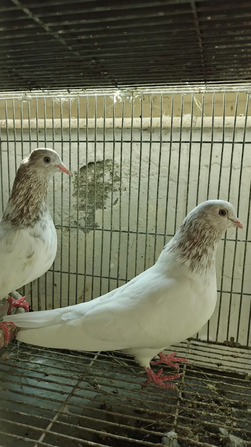 Pigeons for Sale — photo 6