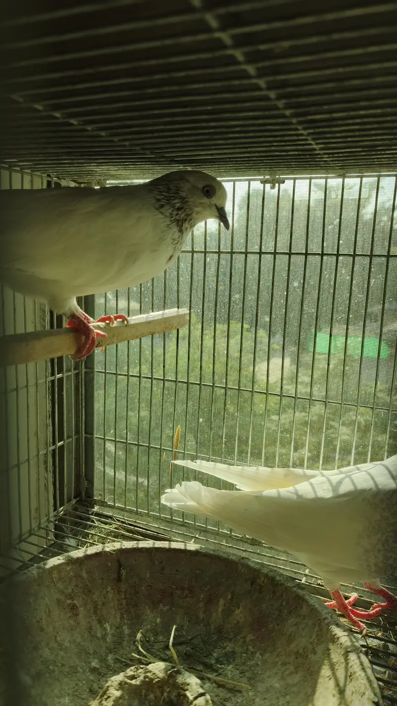 Pigeons for Sale — photo 7