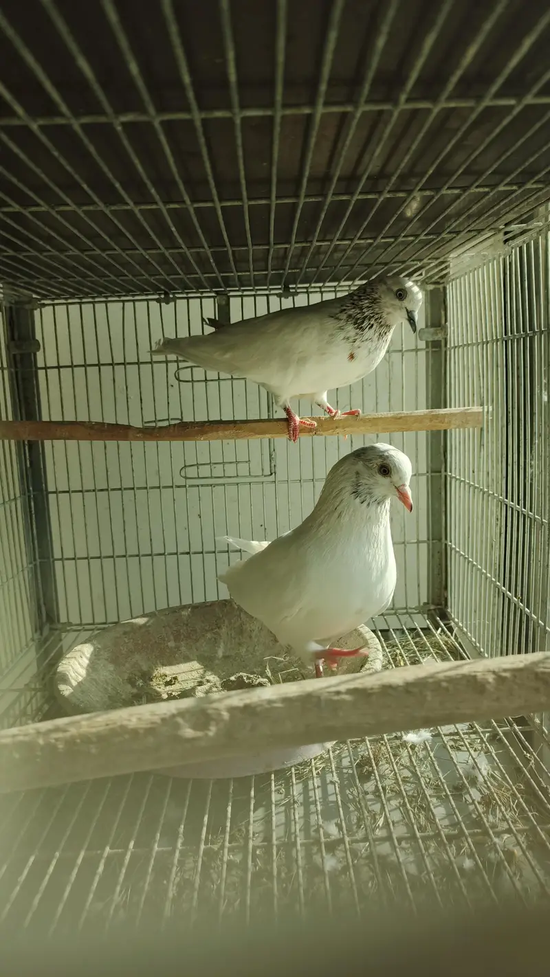 Pigeons for Sale — photo 8