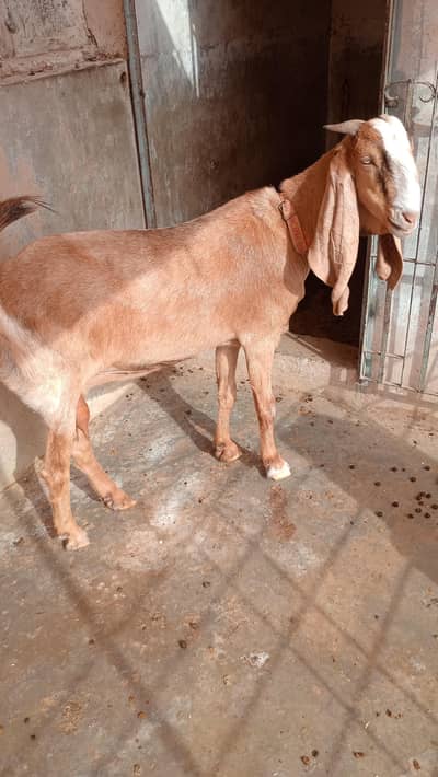 kamori bakri