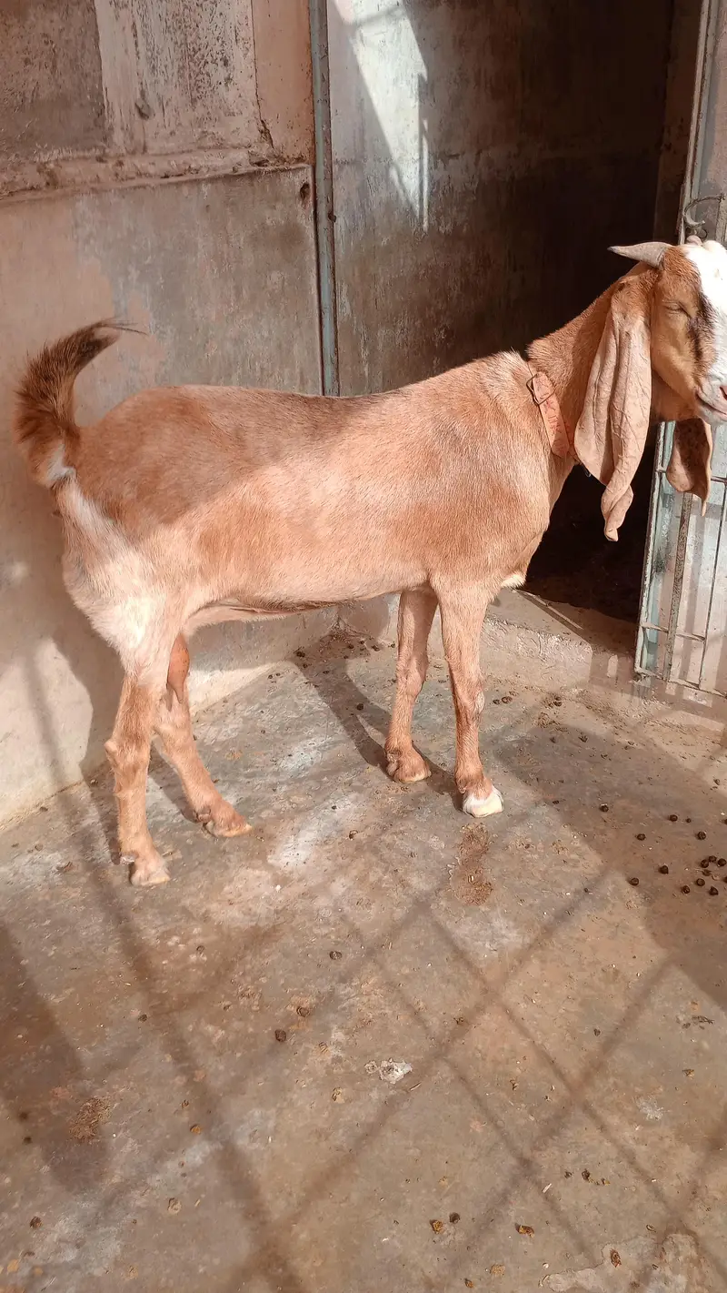 kamori bakri — photo 2