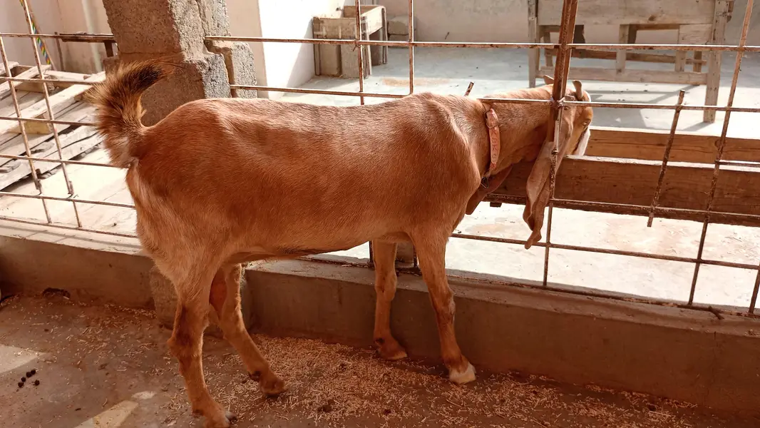 kamori bakri — photo 3