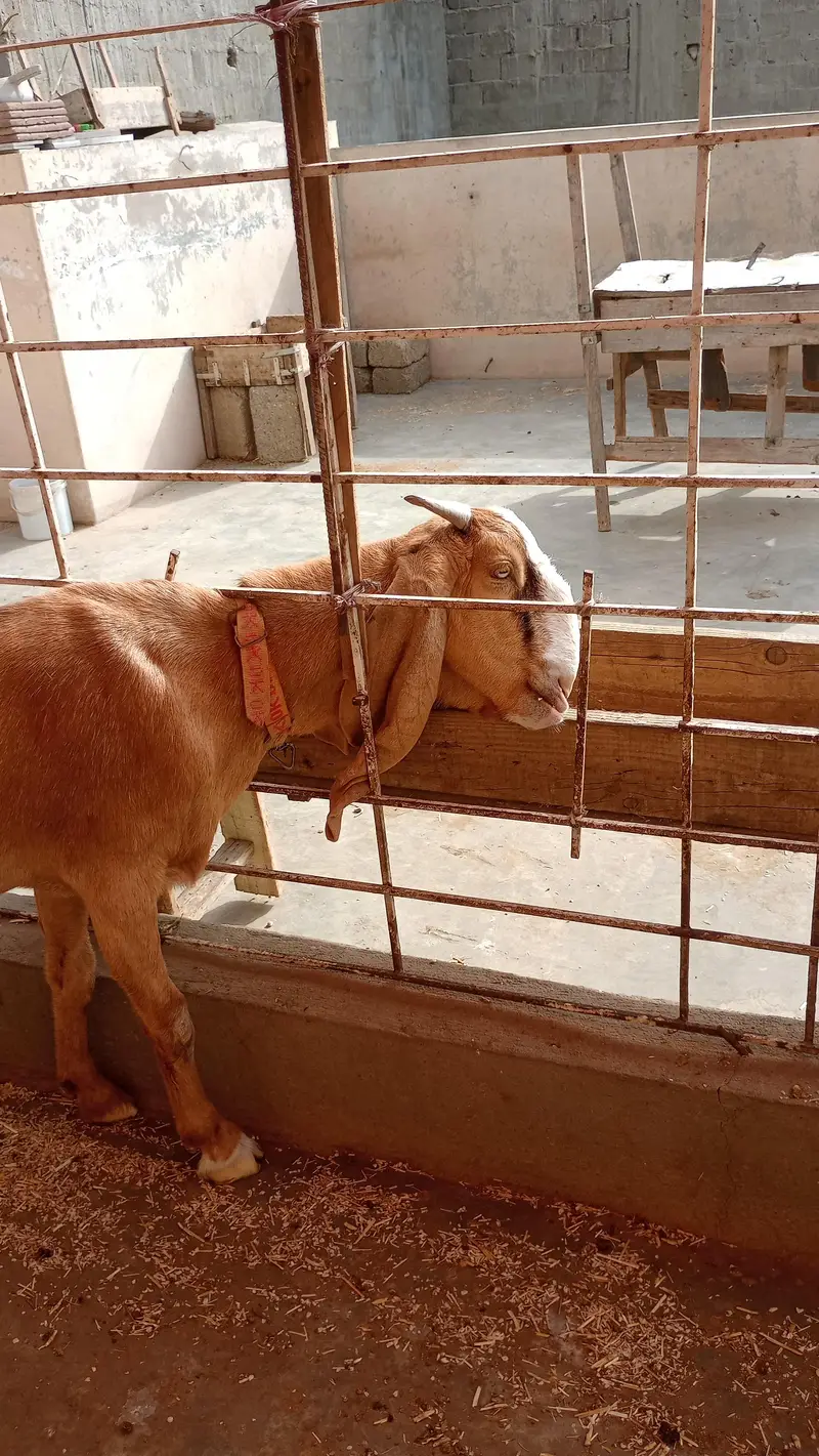 kamori bakri — photo 4