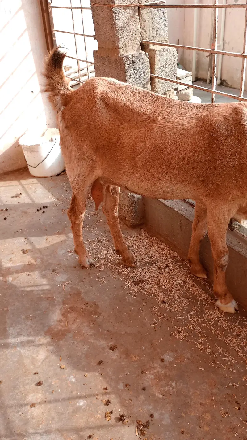 kamori bakri — photo 5