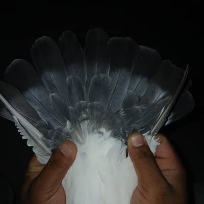Rozgar chingchi Rakhsha