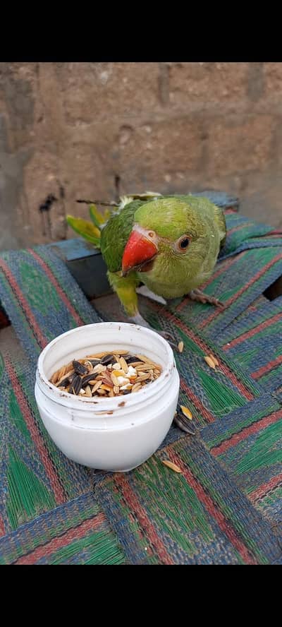 Ringneck