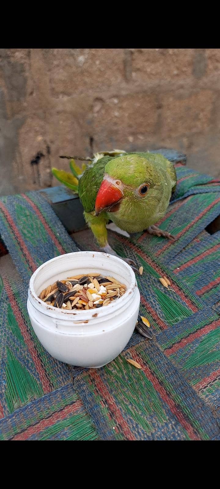 Ringneck 0
