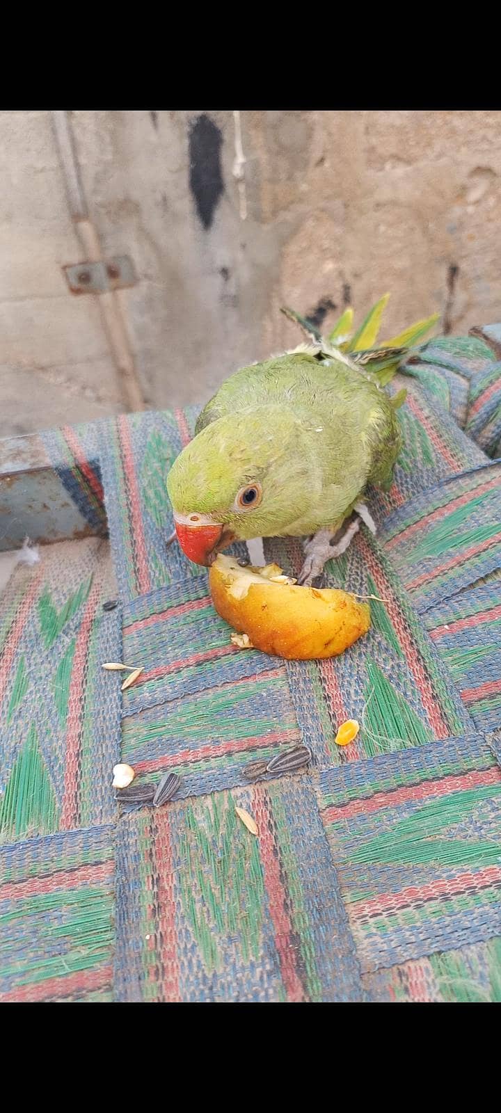 Ringneck 1