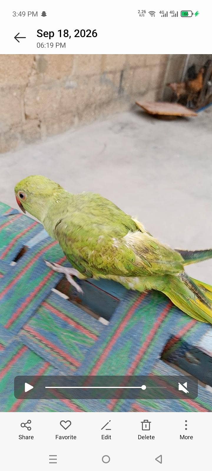 Ringneck 2