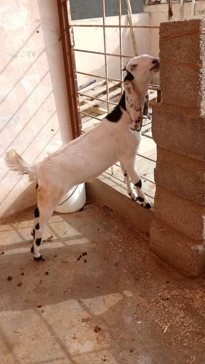 bakri