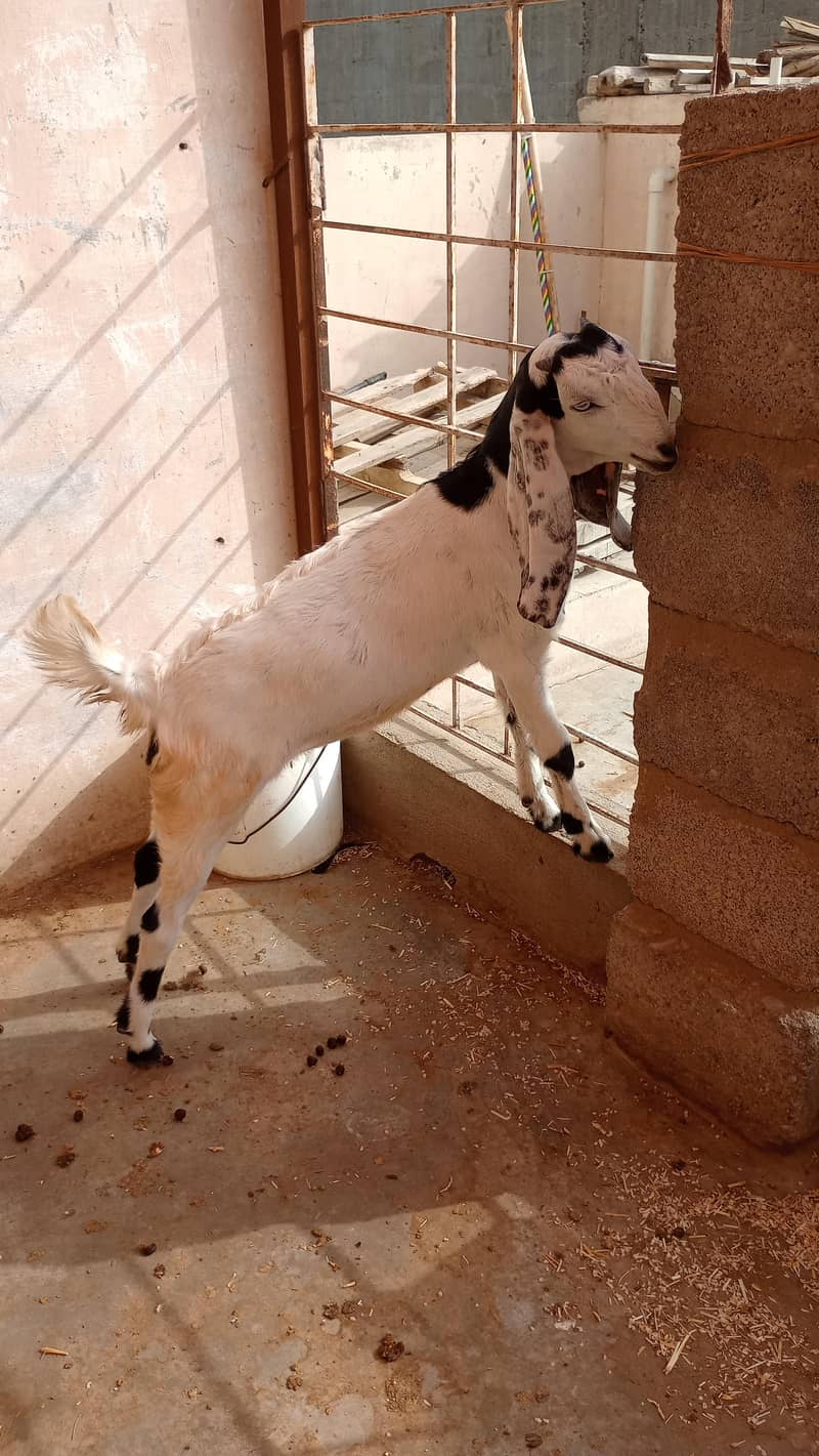 bakri 1
