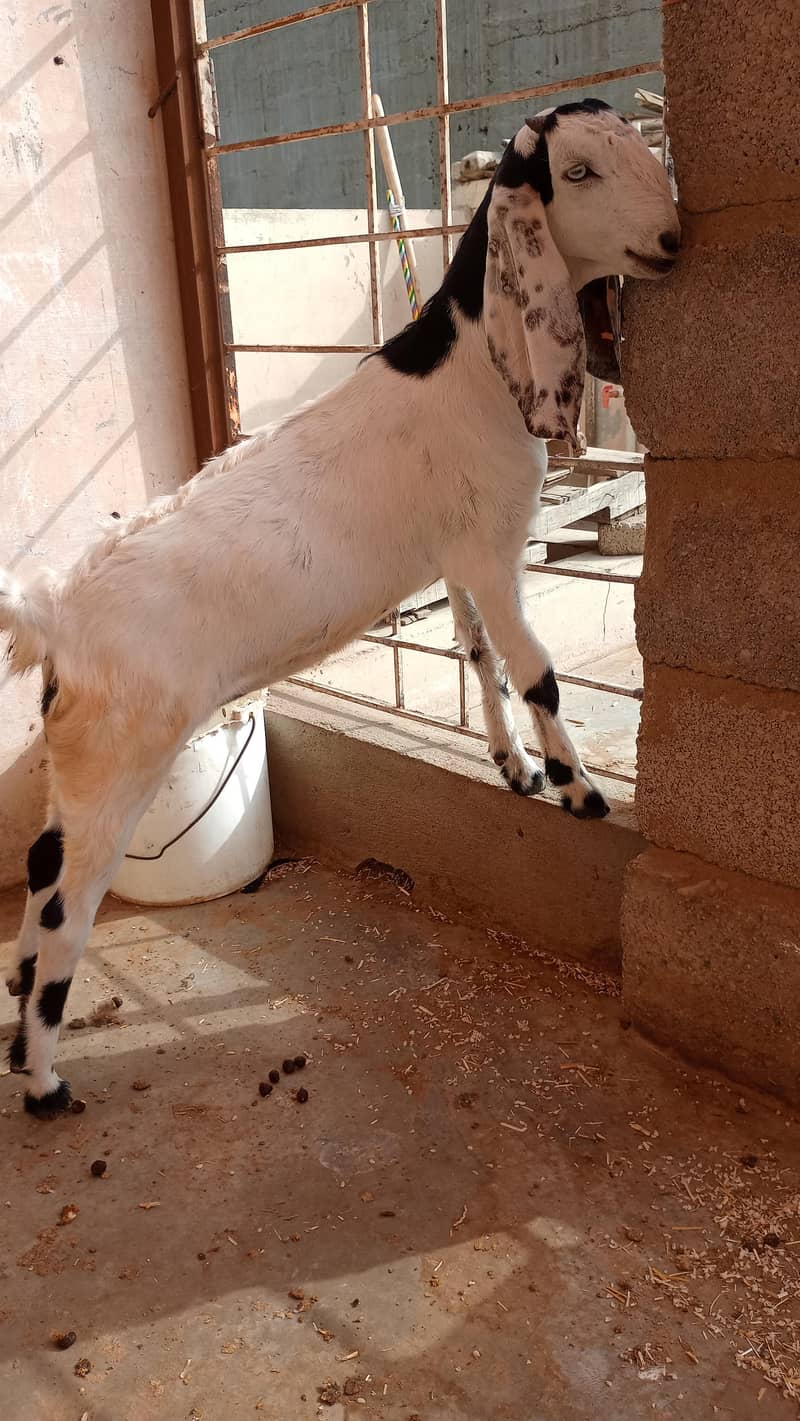 bakri 2