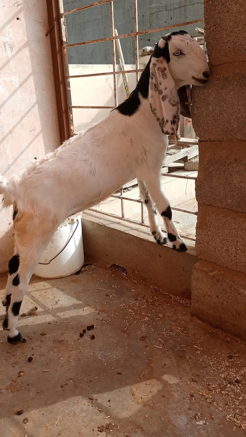 bakri — photo 3