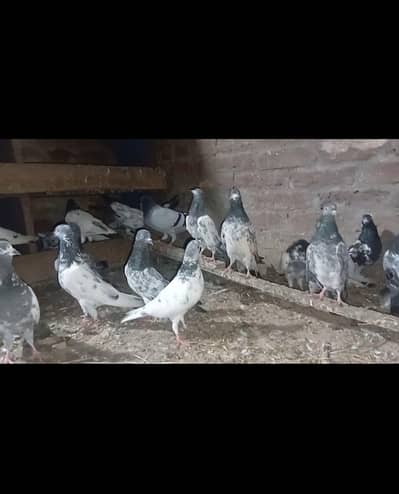 Aseel Breeder piece 03039824031
