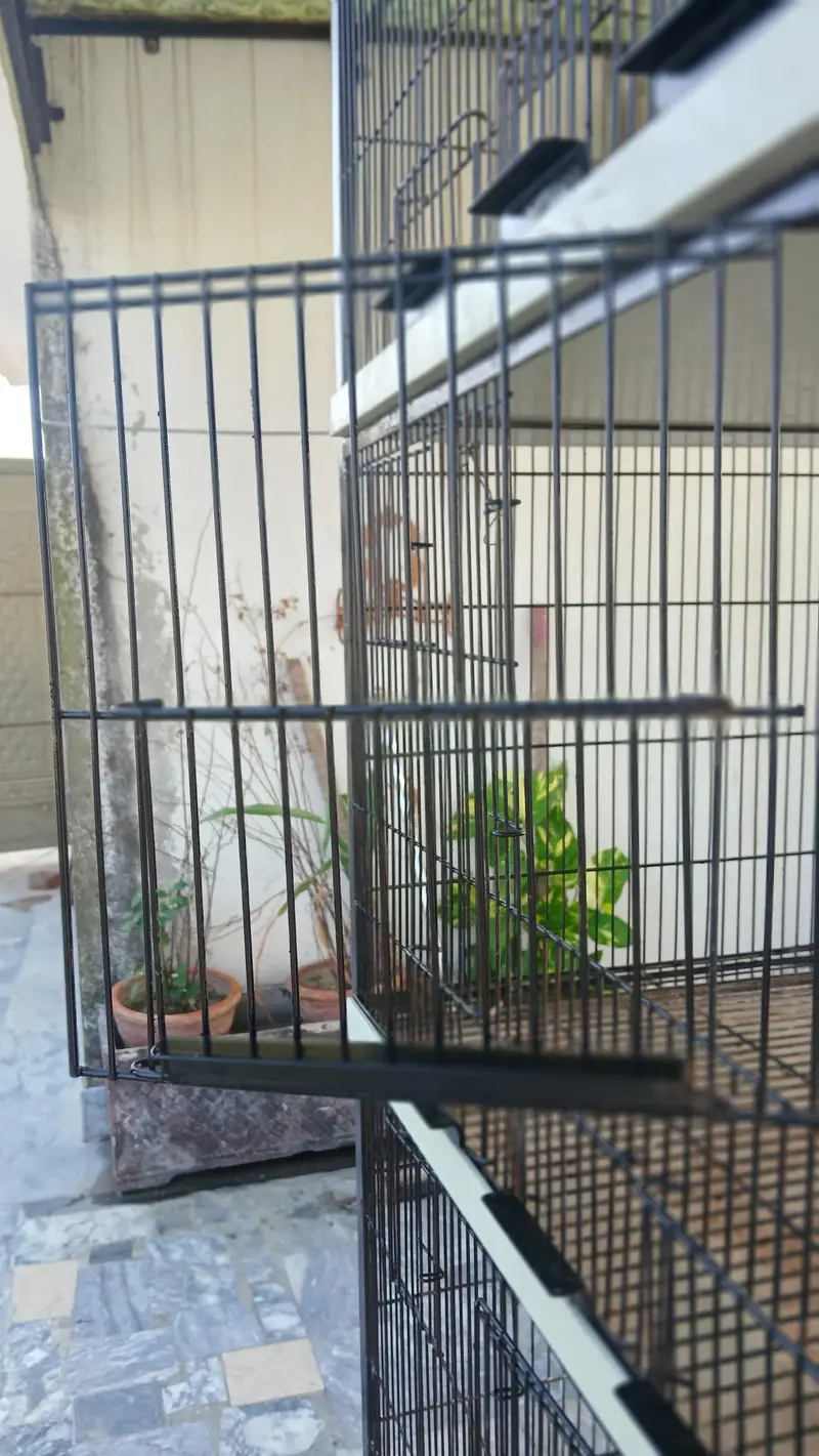 Bird Cage Noorabad Sialkot — photo 5