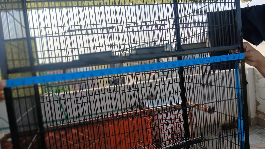 Bird Cage Noorabad Sialkot — photo 7