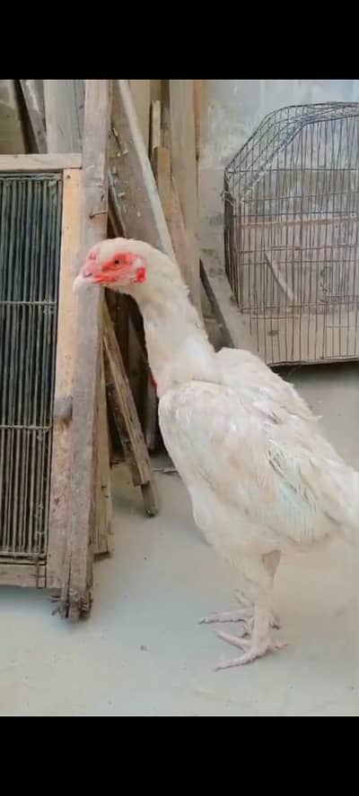 pure aseel high quality female's