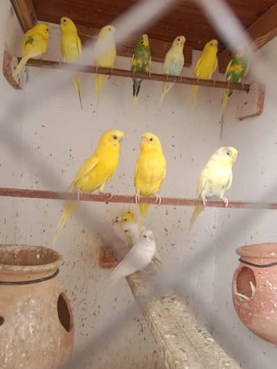 for Sell Parrots