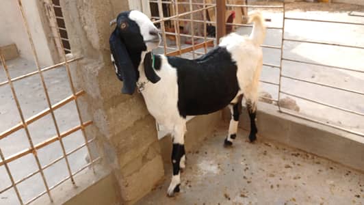 pateri bakri