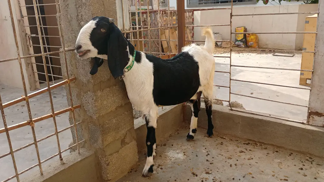 pateri bakri — photo 2