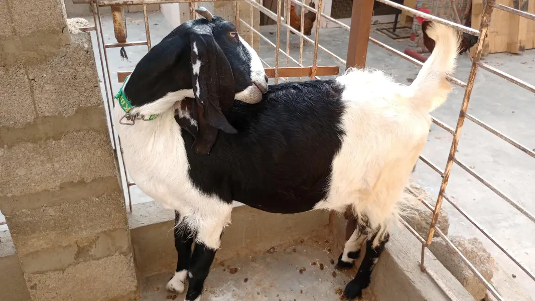 pateri bakri — photo 3