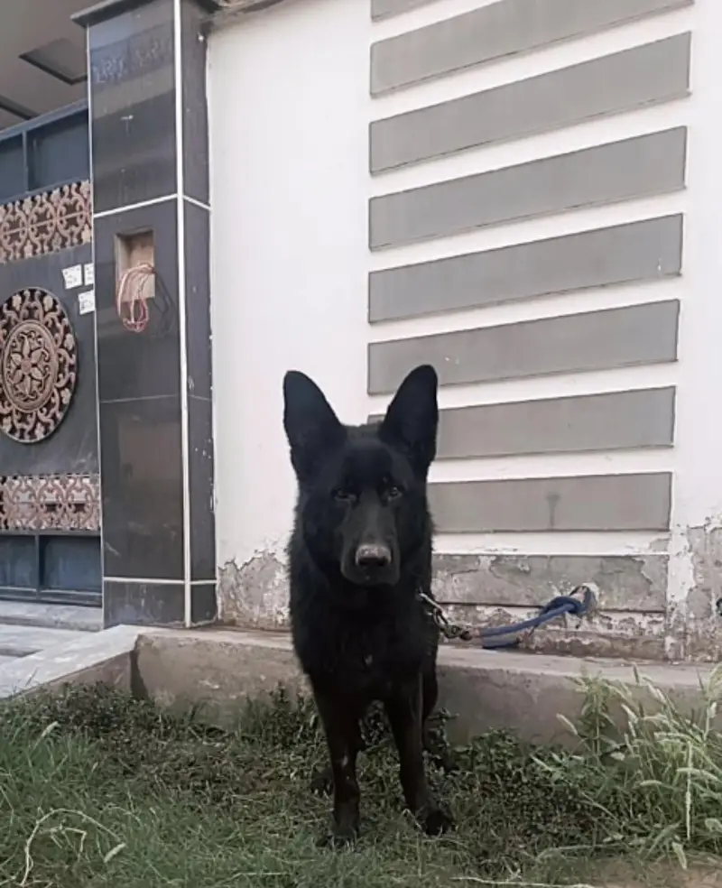 Premim lonG stock hair kinG size German shepherd — photo 4