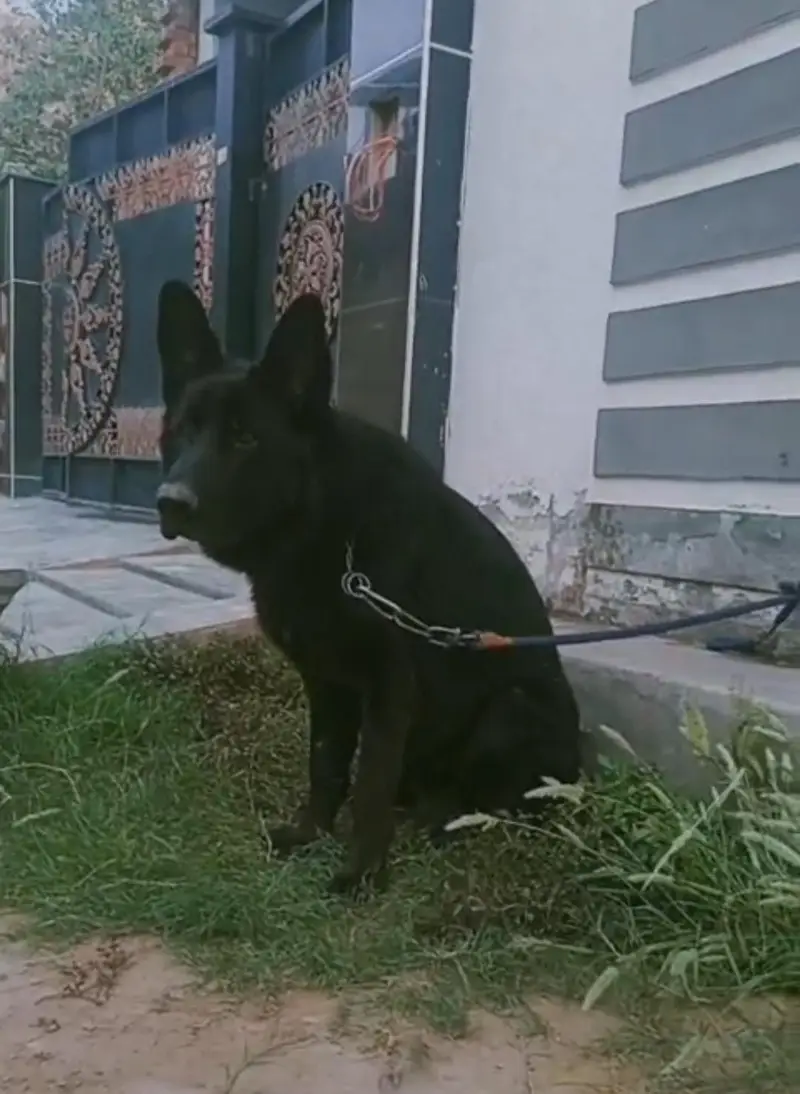Premim lonG stock hair kinG size German shepherd — photo 5