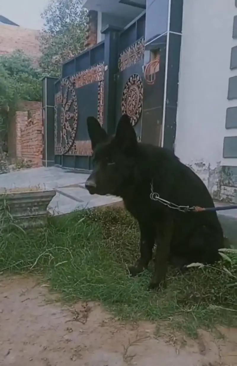 Premim lonG stock hair kinG size German shepherd — photo 6