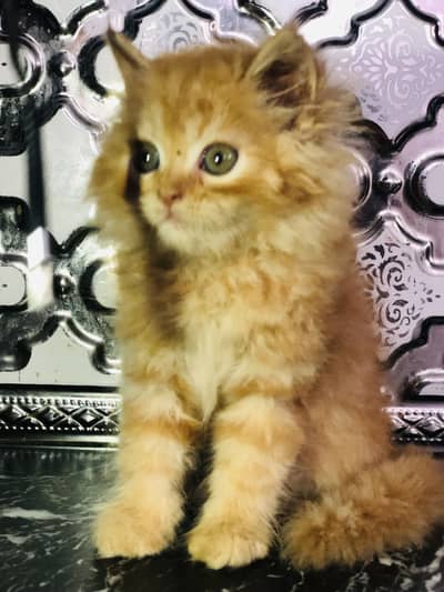 Kitten