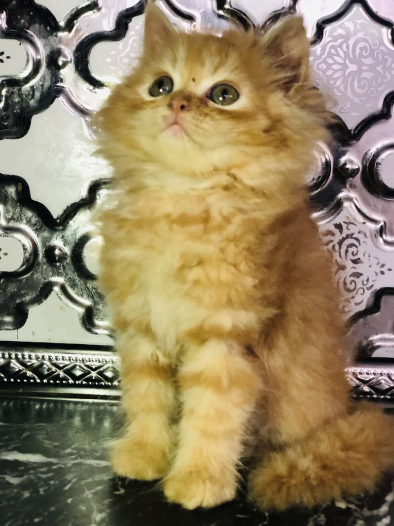Kitten 1