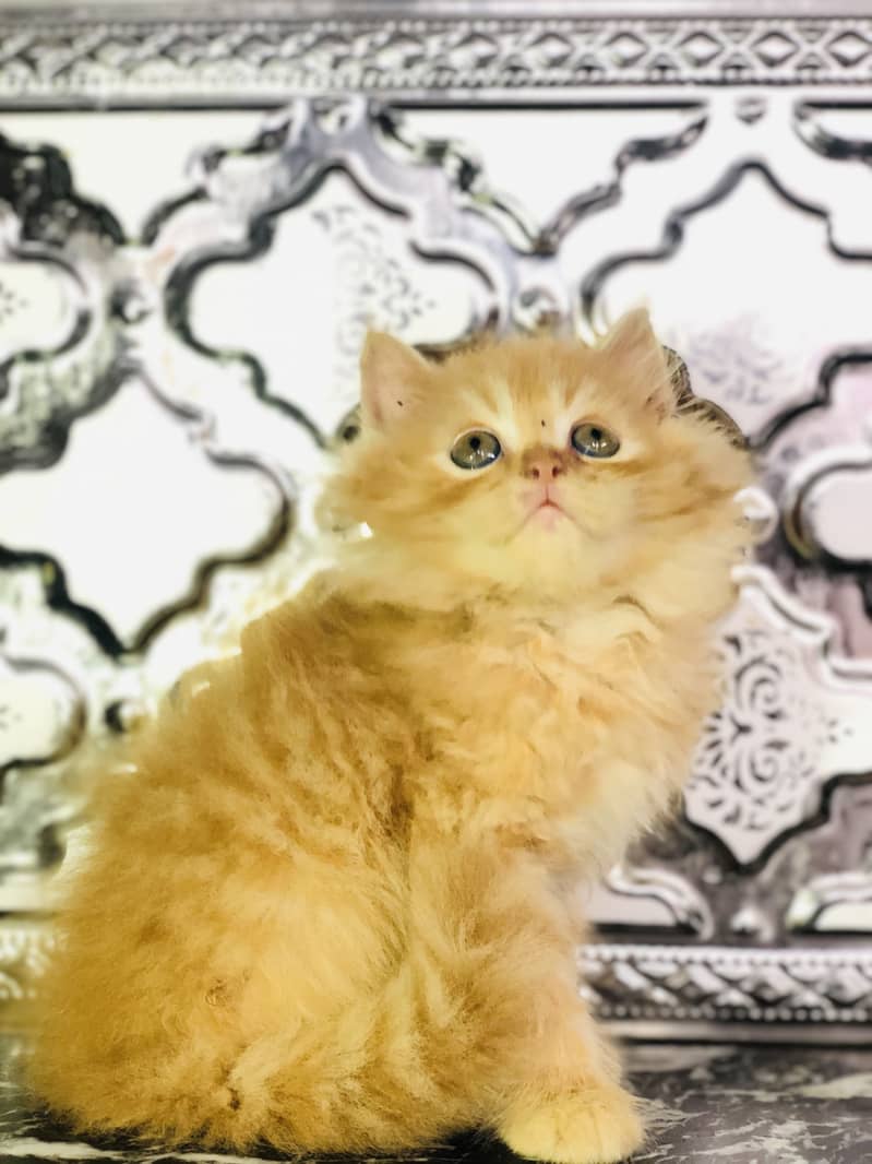 Kitten 2