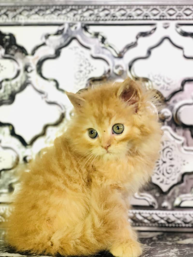Kitten 3