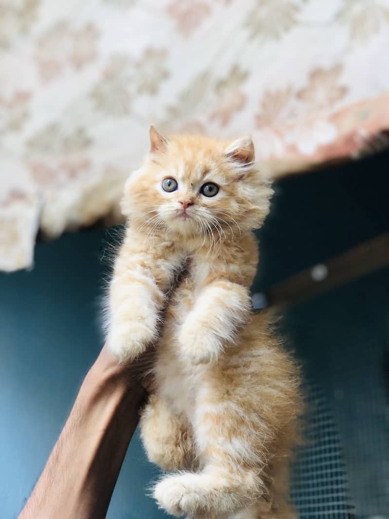 Kitten 4