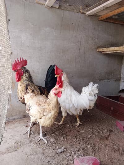 Misri murga murgi for sale