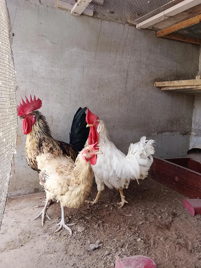 Misri murga murgi for sale — photo 2