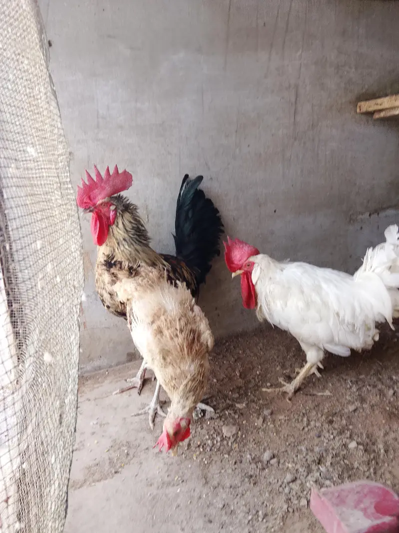 Misri murga murgi for sale — photo 4