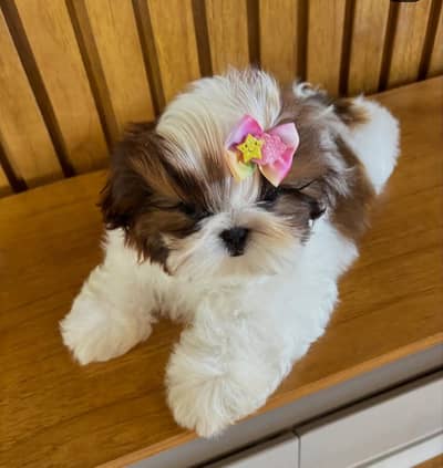 Shitzu Puppy | Shitzu Poodle Puppy | Shitzu Puppy For Sale